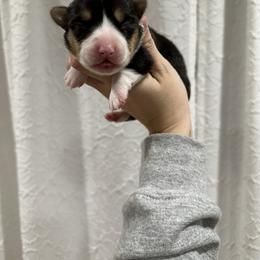 Pembroke Welsh Corgi Puppies from Holler Hounds