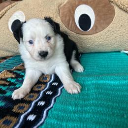 Ella - Black tri female Toy Australian Shepherd puppy in Needham, Indiana from Tiny Toy Aussies