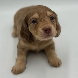 Chocolate and cream or tan dapple female - Dapple female Dachshund puppy in North Branch, Michigan from Doxie View Acres