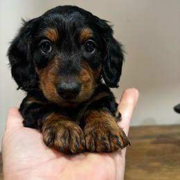 AKC Bandit - Black and tan male Dachshund puppy in White Cloud, Michigan from West Michigan Dachshund
