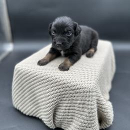 Beretta - Black tri female Miniature Australian Shepherd puppy in Queen Creek, Arizona from Arizona Aussies