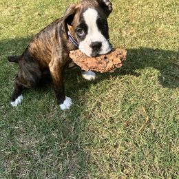 Boxer Puppies from SmashBox Kennel