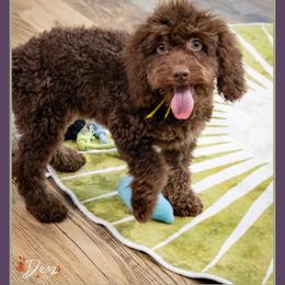 Folly - Brown male Cockapoo puppy in Connersville, Indiana from Deaz Doodle Ranch