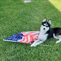 Pomsky Puppies from Pomsky Of Slidell