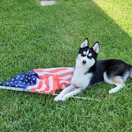 Pomsky Puppies from Pomsky Of Slidell