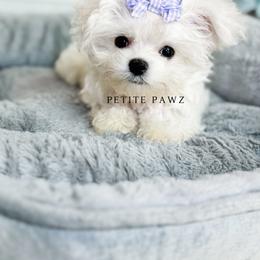Mal-Shi and Maltese Puppies from Petite Pawz