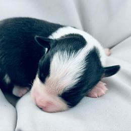 Rocky - Black tri male Miniature Australian Shepherd puppy in Hagerstown, Maryland from Renegade Kennels