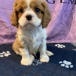 Black Russian Terrier and Cavalier King Charles Spaniel Puppies from Ocean Gem & Guardian Bears
