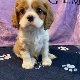 Black Russian Terrier and Cavalier King Charles Spaniel Puppies from Ocean Gem & Guardian Bears