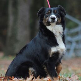 Lettie - Australian Shepherd