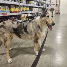 Victory (Tori) - Blue merle white and tan Collie puppy in Lancaster, California from Kaslynkay's Collies