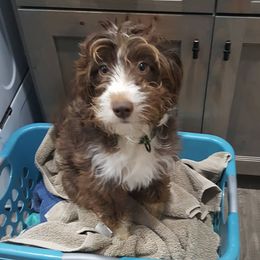 Paprika - Aussiedoodle