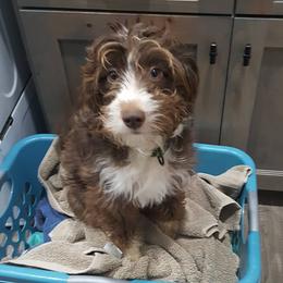 Paprika - Aussiedoodle