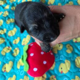 Olivia - Black and tan female German Shepherd puppy in Berry, Alabama from Whisper Gray