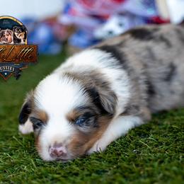 Ovation - Blue merle female Miniature American Shepherd puppy in Granbury, Texas from Best Little Aussies