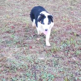 Grover - with videos - Black tri-color male Australian Shepherd puppy in Rossville, Tennessee from GoodSprings Aussies