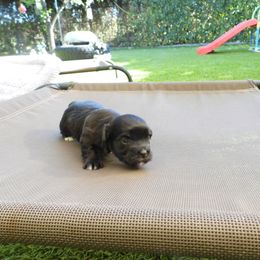Sizzle - SHOSHANA X - Black female Havanese puppy in Salt Lake City, Utah from Steal Your Heart Havanese