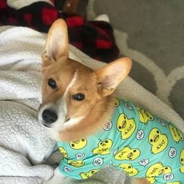 Ducky - Pembroke Welsh Corgi