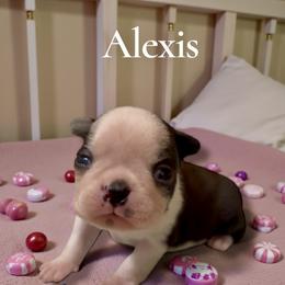 Alexis (AKC) - Black and white female Boston Terrier puppy in Galt, California from Monkey Biz Bostons