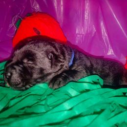 Blue collar - Black male Labrador Retriever puppy in Holyoke, Massachusetts from Urban Oak Labradors LLC