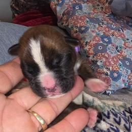 Purple girl - Brindle female Boxer puppy in Titusville, Florida from Saskobox