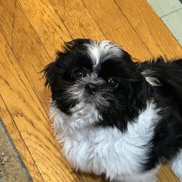 Girl 3 - Shih Tzu puppy in Royal Oak, Maryland from CID Love
