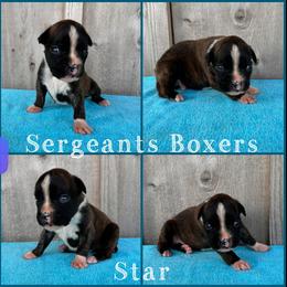 Star - Brindle male Boxer puppy in Madisonville, Texas from Sergeant's Boxers