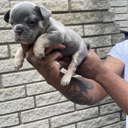 French Bulldog Puppies from Mid Coast Frenchies