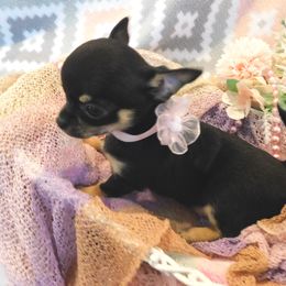 Chihuahua Puppies from Fine Whines & Lickers