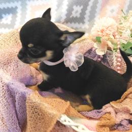 Chihuahua Puppies from Fine Whines & Lickers