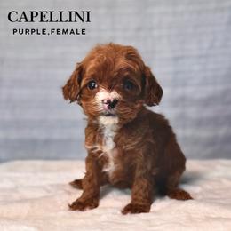 Capellini - Red female Cavapoo puppy in Pagosa Springs, Colorado from Selah Mountain Dogs