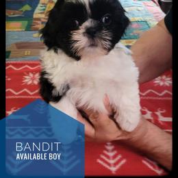 Bandit - Black and white male Shih Tzu puppy in Orient, Ohio from Forever Friends Shih-Tzu