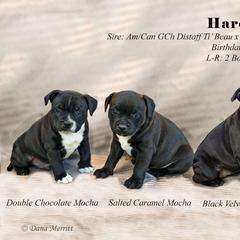 Staffordshire Bull Terrier Puppies from Hardknox Staffords