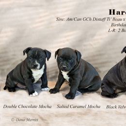 Staffordshire Bull Terrier Puppies from Hardknox Staffords