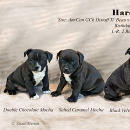 Staffordshire Bull Terrier Puppies from Hardknox Staffords
