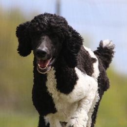 Poodles from Grace & Grit Poodles