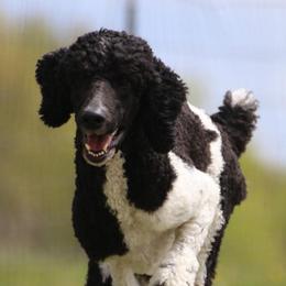 Poodles from Grace & Grit Poodles