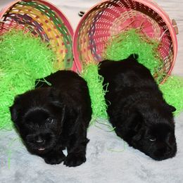 Scottish Terriers from Scottish Terriers at The Rock