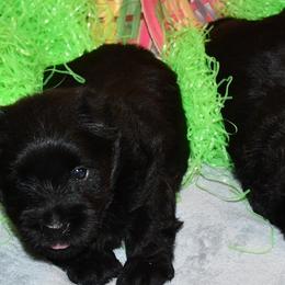 Scottish Terriers from Scottish Terriers at The Rock