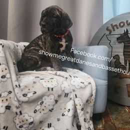 Red Collar - Brindle female Great Dane puppy in Alton, Illinois from Show Me Great Danes and Basset Hounds