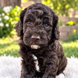 Fudge - Buff and white male Cockapoo puppy in Peoria, Arizona from Cactus Doods