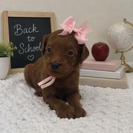 Pink girl - Red female Cavapoo puppy in Waskom, Texas from Pearls & Curls doodles & poodles