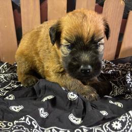 Zeke - Wheaten male Soft Coated Wheaten Terrier puppy in Gladewater, Texas from Felicias Swheaties