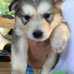 Siberian Husky Puppies from North Valley Huskies
