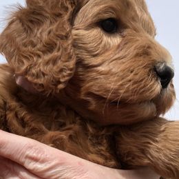 Goldendoodle Puppies from Penny Doodles