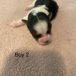 Male 2 - Parti male Yorkshire Terrier puppy in Watertown, New York from NNYYorkies