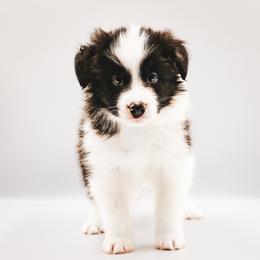 Domino - Black male Border Collie puppy in Dallas, Texas from Effervescent Border Collies