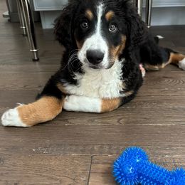 Bernedoodle Puppies from Buckingham's Bernedoodle Buddies
