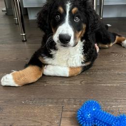 Bernedoodle Puppies from Buckingham's Bernedoodle Buddies