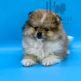 Kenny - Chocolate parti Pomeranian puppy in Redlands, California from Torrey Hills Poms